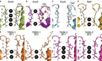 Structural Plasticity of the Selectivity Filter in Cation Channels